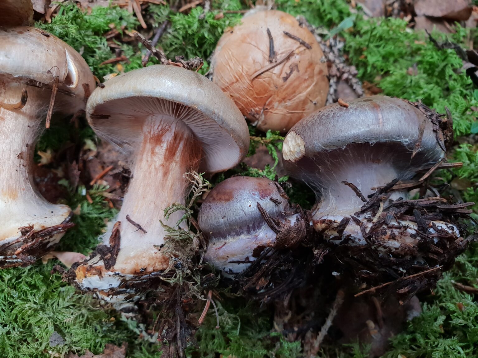 Cortinarius caesiocinctus